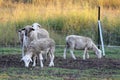 Australian sheep on the farm Royalty Free Stock Photo