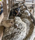 An Australian Sheepdog Gathering Sheep Royalty Free Stock Photo