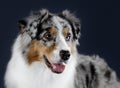 Australian sheepdog portrait