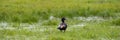 Australian Shelduck Royalty Free Stock Photo