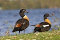 Australian Shelduck Royalty Free Stock Photo
