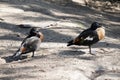 This is a side view of a pair of Australian shelducks Royalty Free Stock Photo