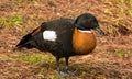 Australian Shelduck Royalty Free Stock Photo