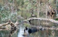 Australian Shelducks Royalty Free Stock Photo