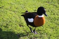 Australian Shell Duck Royalty Free Stock Photo