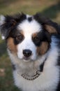 Australian Shepard Royalty Free Stock Photo