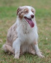 Australian Shepard dog panting Royalty Free Stock Photo