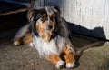 Australian Shepard lying in the sun