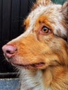 Australian Shepard portrait