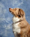 Australian Shepard Praying