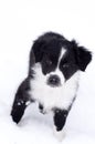 Australian shepard puppy in the snow