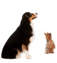 Australian Shepard and Silky Terrier