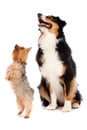 Australian Shepard and Silky Terrier Royalty Free Stock Photo