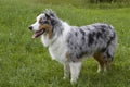 Australian Shepard