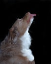 Australian Shepard Sticking Out Tongue Royalty Free Stock Photo