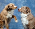 Australian Shepards