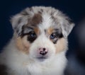 Australian sheperd puppy