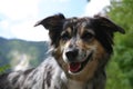 Australian shepherd Royalty Free Stock Photo