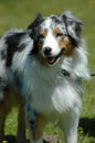 Australian Shepherd Royalty Free Stock Photo