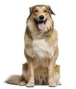 Australian shepherd, 2 years old, sitting Royalty Free Stock Photo