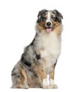 Australian Shepherd, 2 years old, sitting