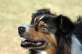 Australian Shepherd Royalty Free Stock Photo