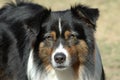 Australian Shepherd Royalty Free Stock Photo