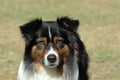 Australian Shepherd Royalty Free Stock Photo
