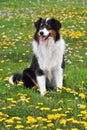 Australian shepherd Royalty Free Stock Photo