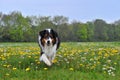 Australian shepherd Royalty Free Stock Photo