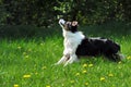 Australian shepherd Royalty Free Stock Photo
