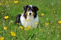 Australian shepherd Royalty Free Stock Photo