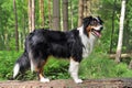 Australian shepherd Royalty Free Stock Photo