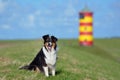 Australian Shepherd Royalty Free Stock Photo