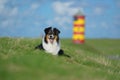 Australian Shepherd Royalty Free Stock Photo