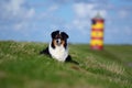 Australian Shepherd Royalty Free Stock Photo