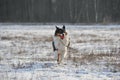 Australian Shepherd