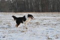 Australian Shepherd