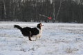 Australian Shepherd