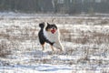 Australian Shepherd