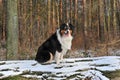 Australian Shepherd