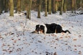 Australian Shepherd