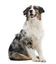 Australian shepherd, 6 months old Royalty Free Stock Photo