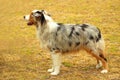 Australian Shepherd Royalty Free Stock Photo