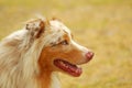 Australian Shepherd Royalty Free Stock Photo