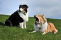 Australian Shepherd and American Collie