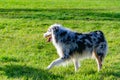 Australian shepherd aussie.