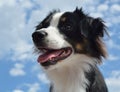 Australian Shepherd (Aussie) Dog