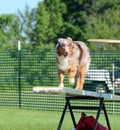 Australian Shepherd (Aussie) at Dog Agility Trial