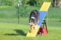 Australian Shepherd (Aussie) at Dog Agility Trial